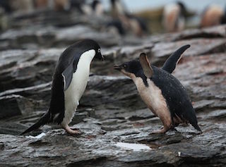 How to Learn Machine Learning, for Penguins