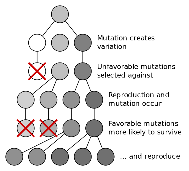 Genetic Algorithm Natural Selection